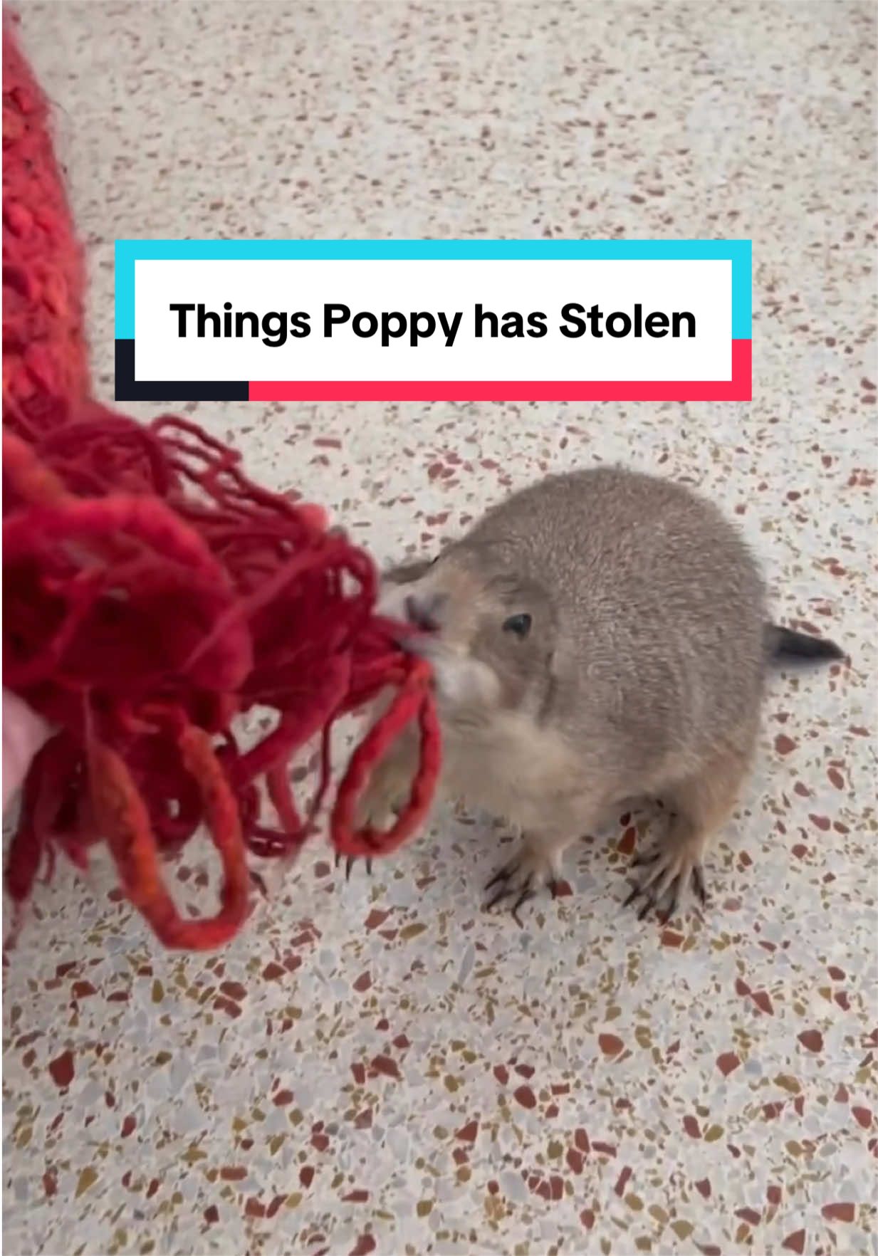 @Poppy the Prairie Dog