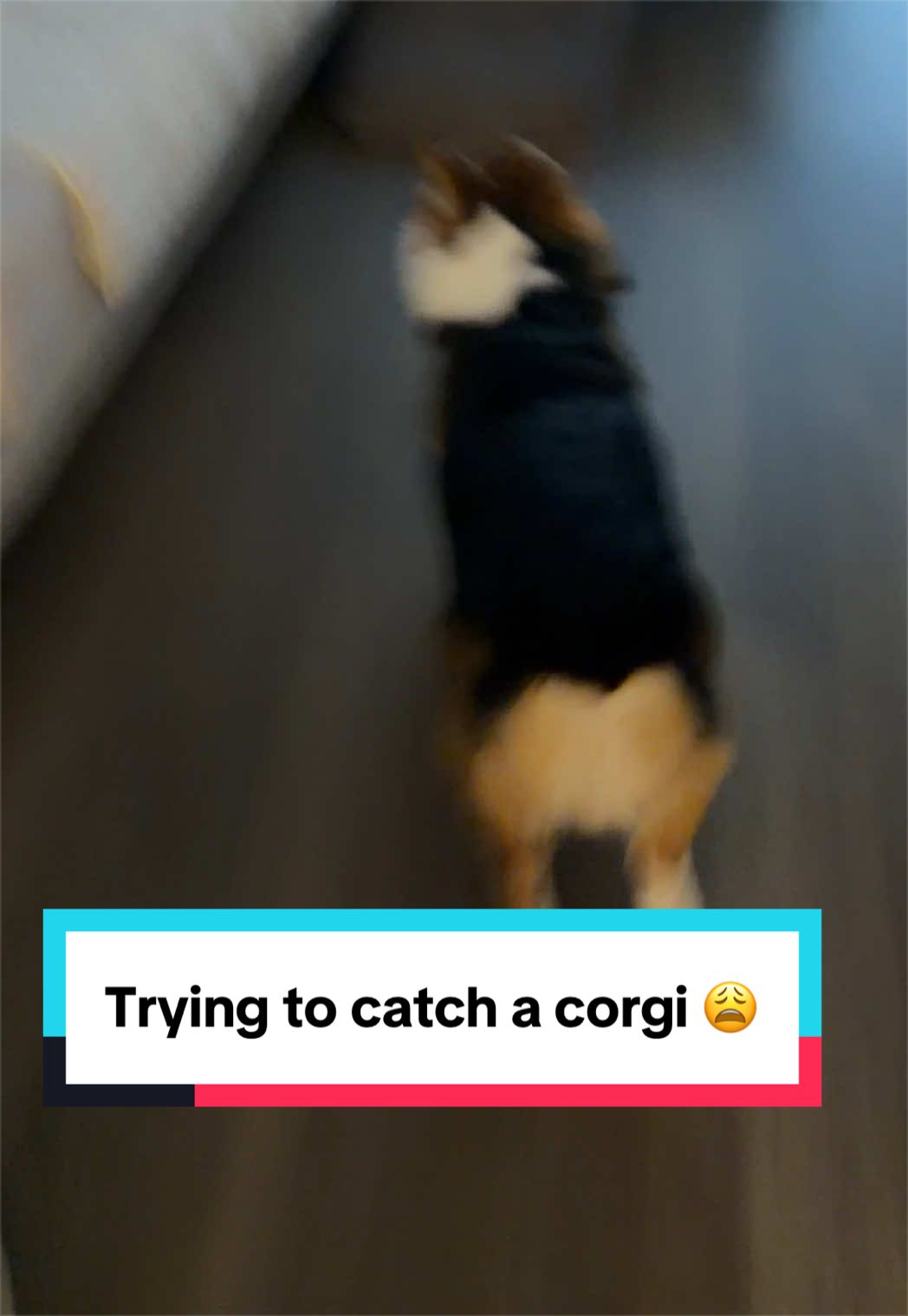 @hasbithecorgi