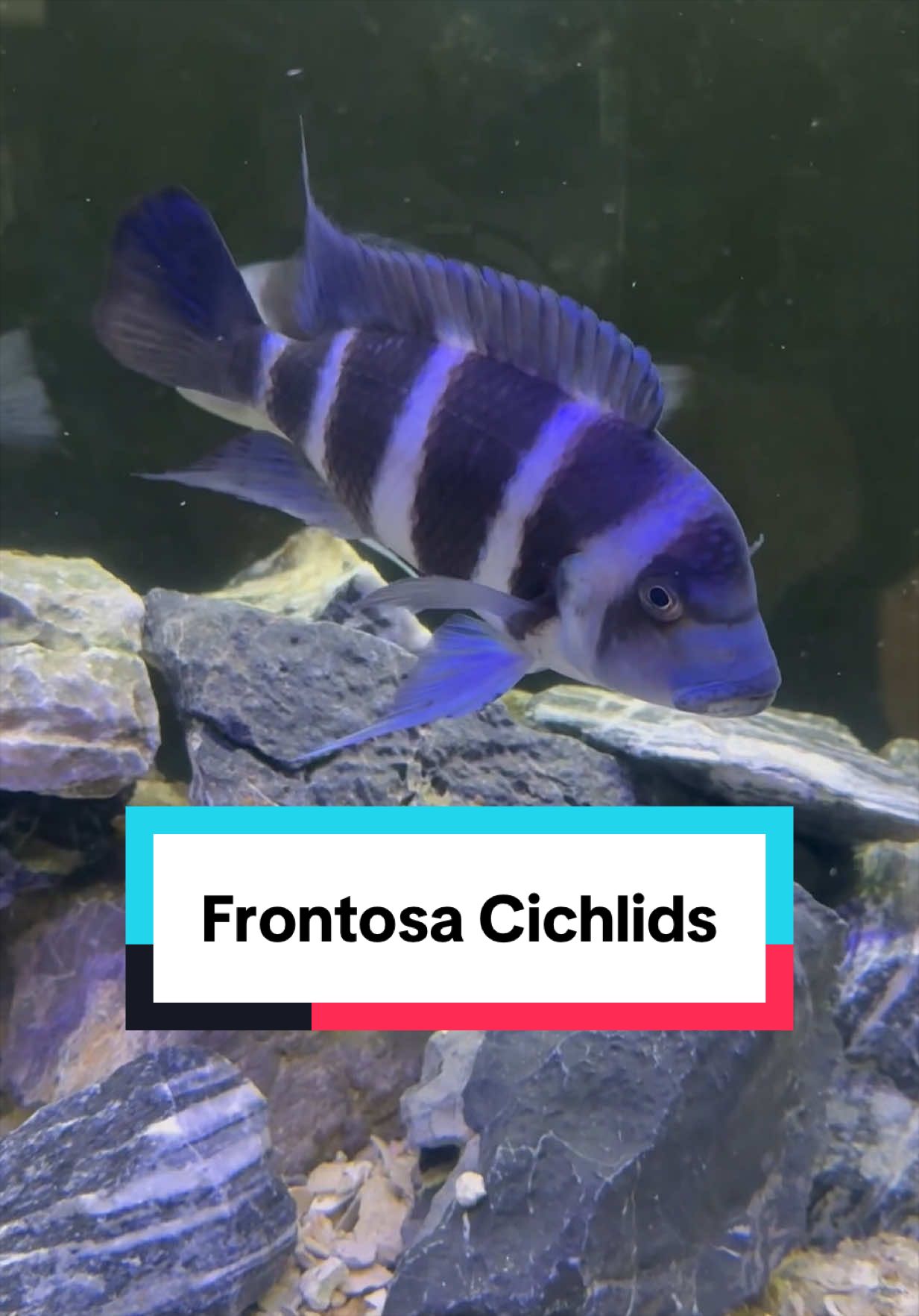 @Cichlid Bros