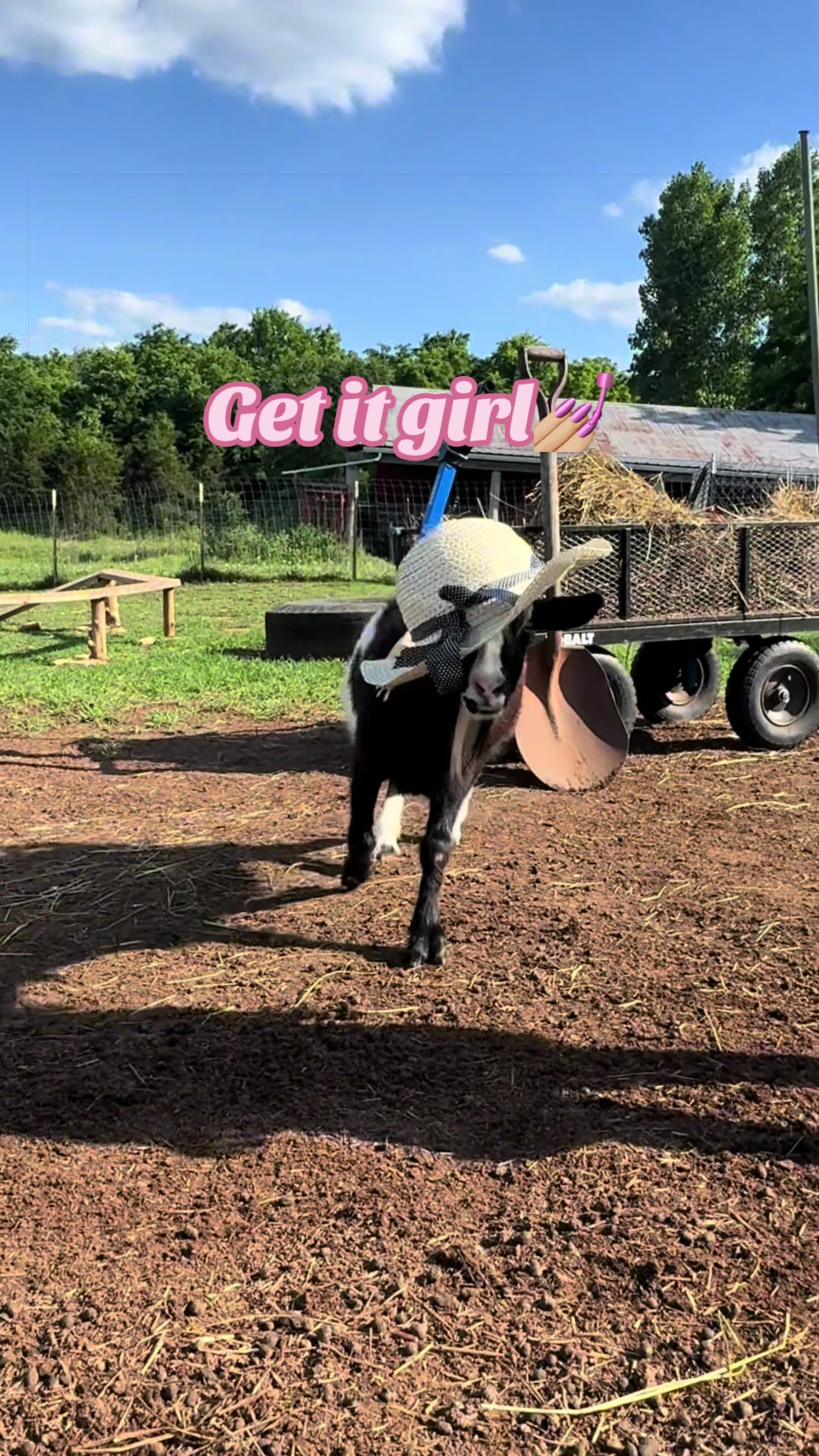@Momma Tay🐐🐓👩🏼&zwj;🌾💕