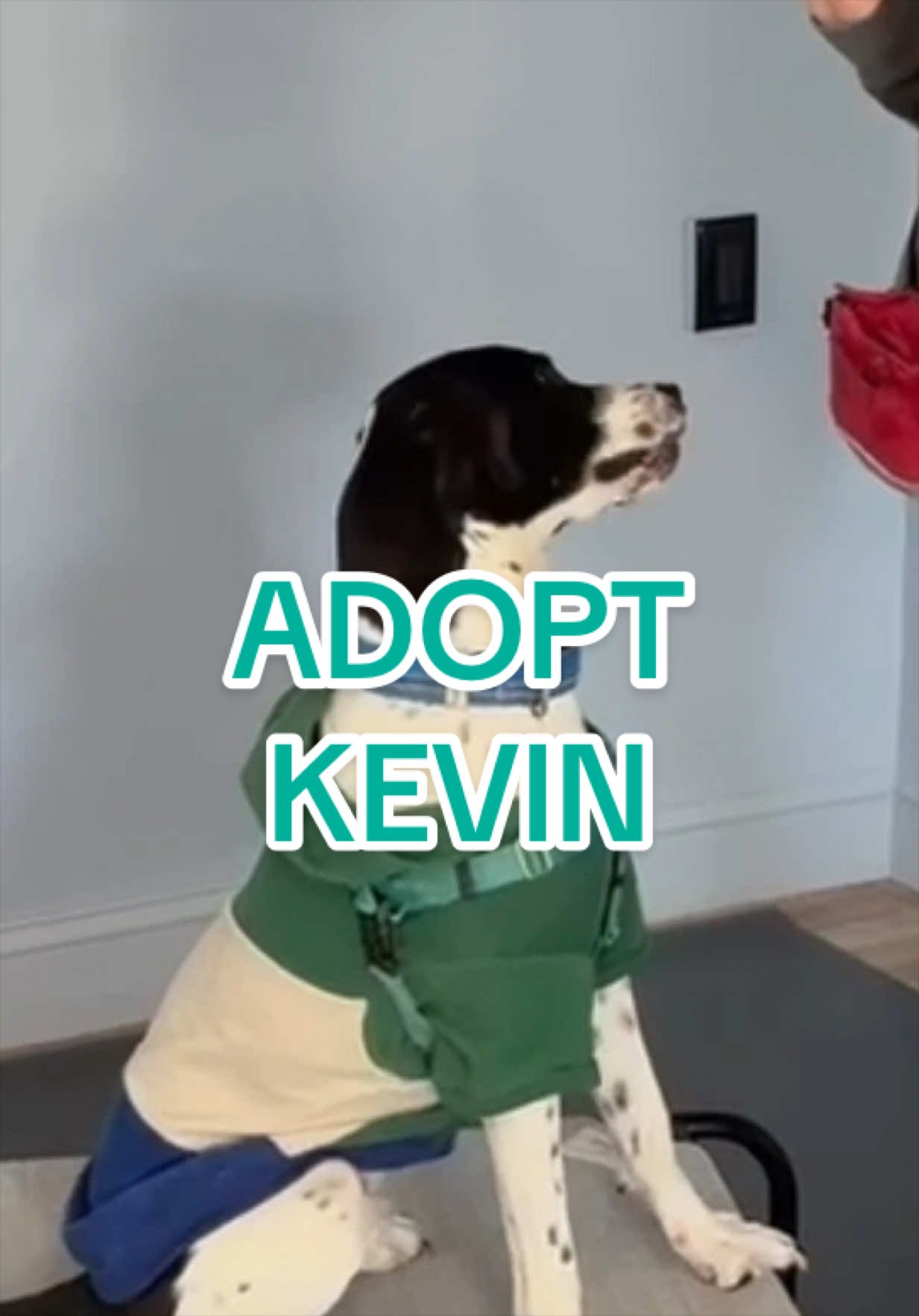 @Adopt a Pet