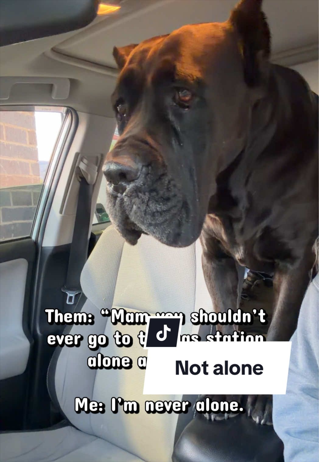 @Boo the Cane Corso