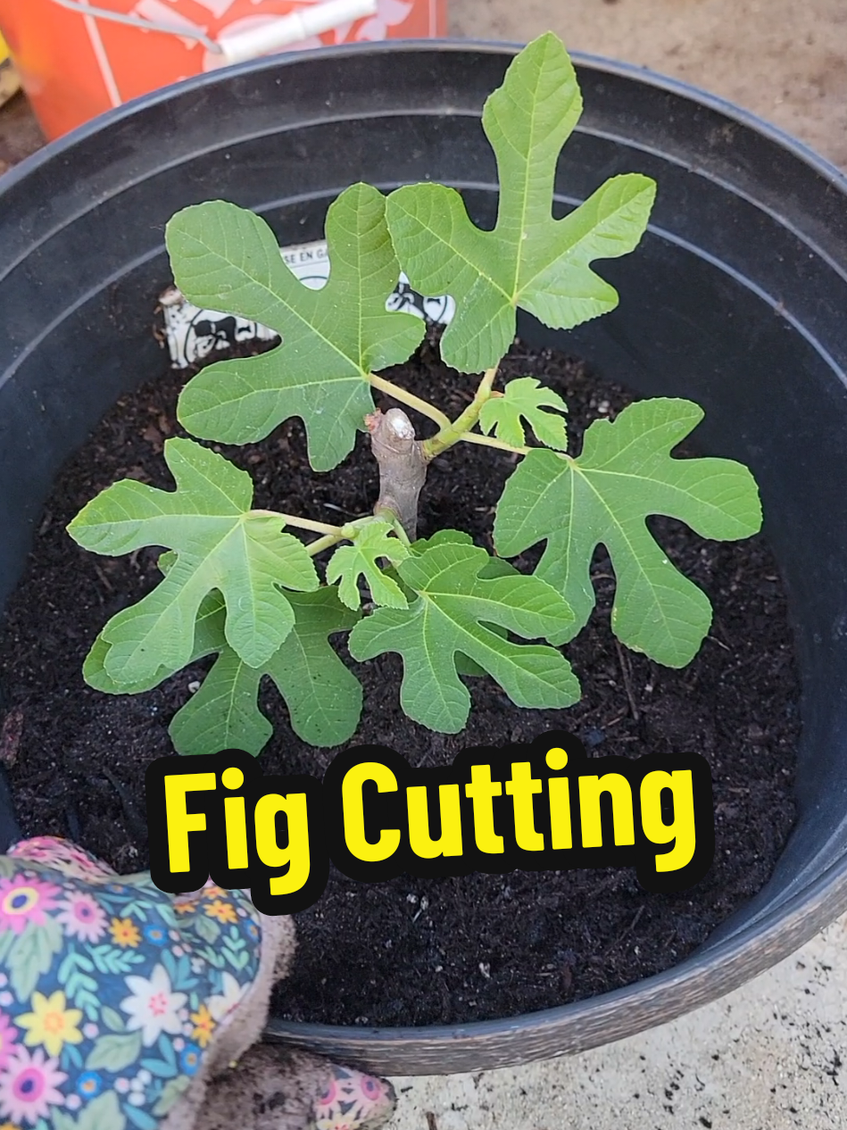@Grateful_Gardening