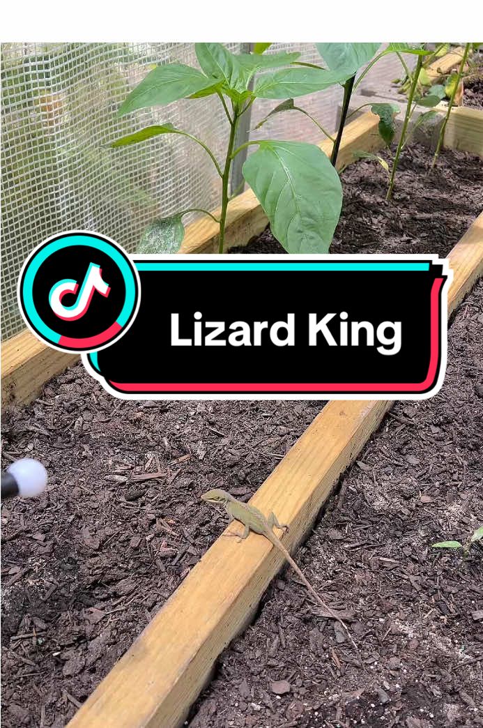 @dreamplantsquirrel