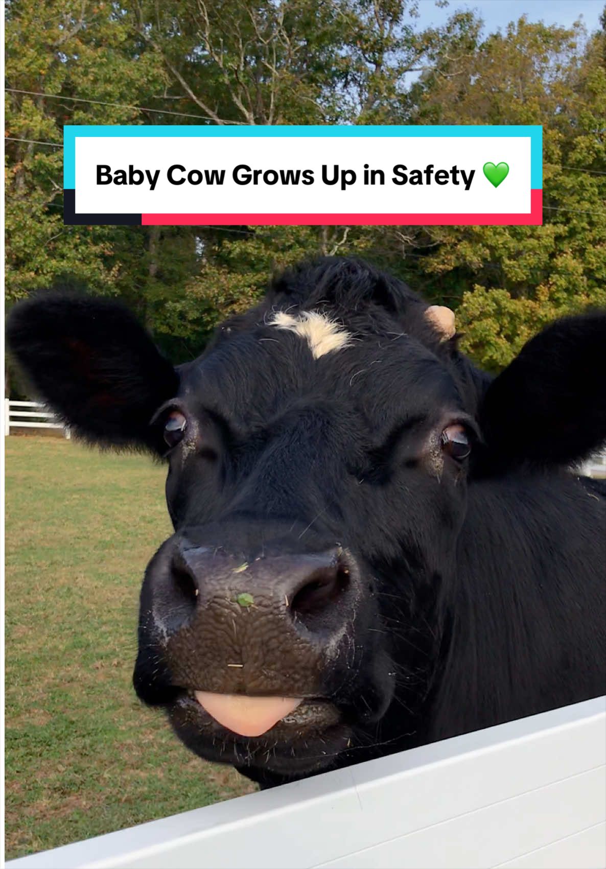 @The Gentle Barn | Sanctuary