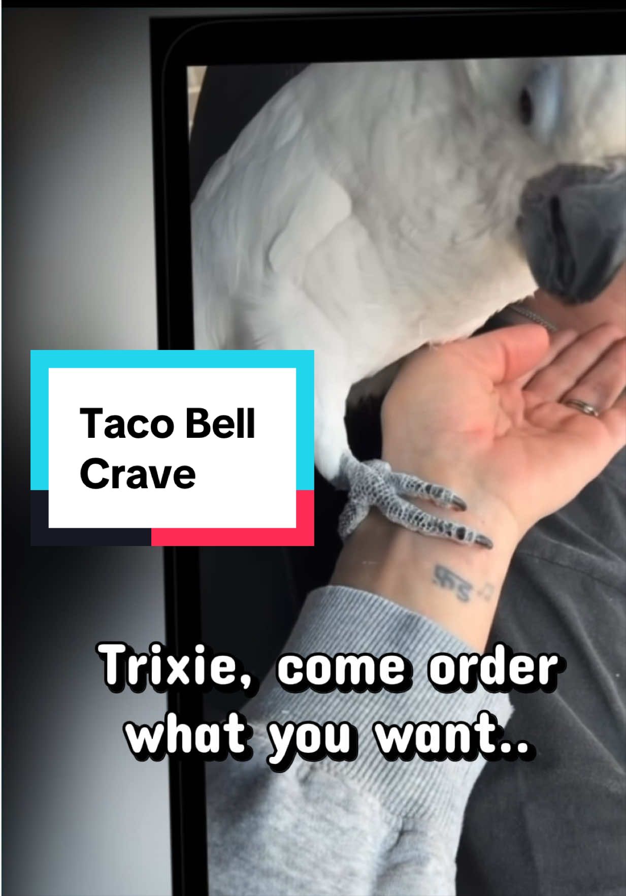 @bella_trixie_party