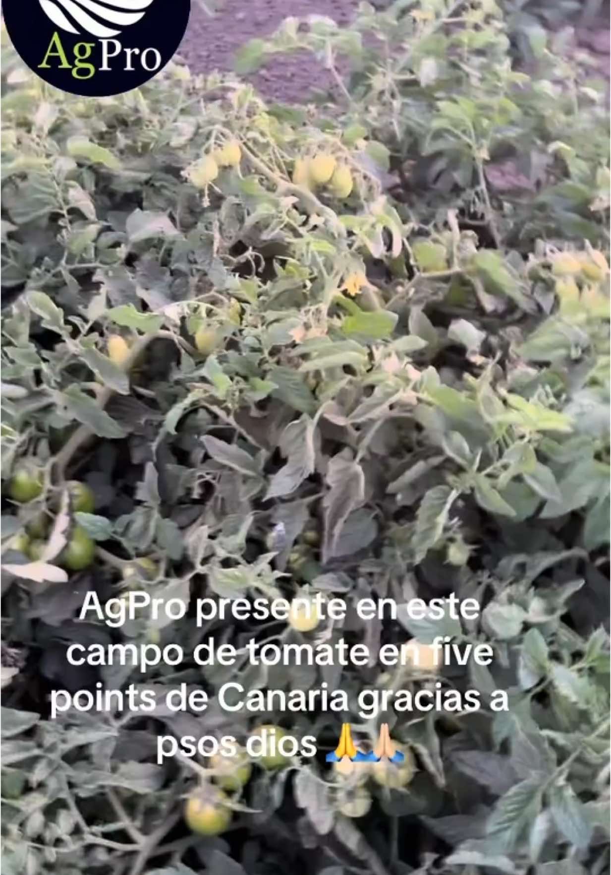 @Piedad Ayala