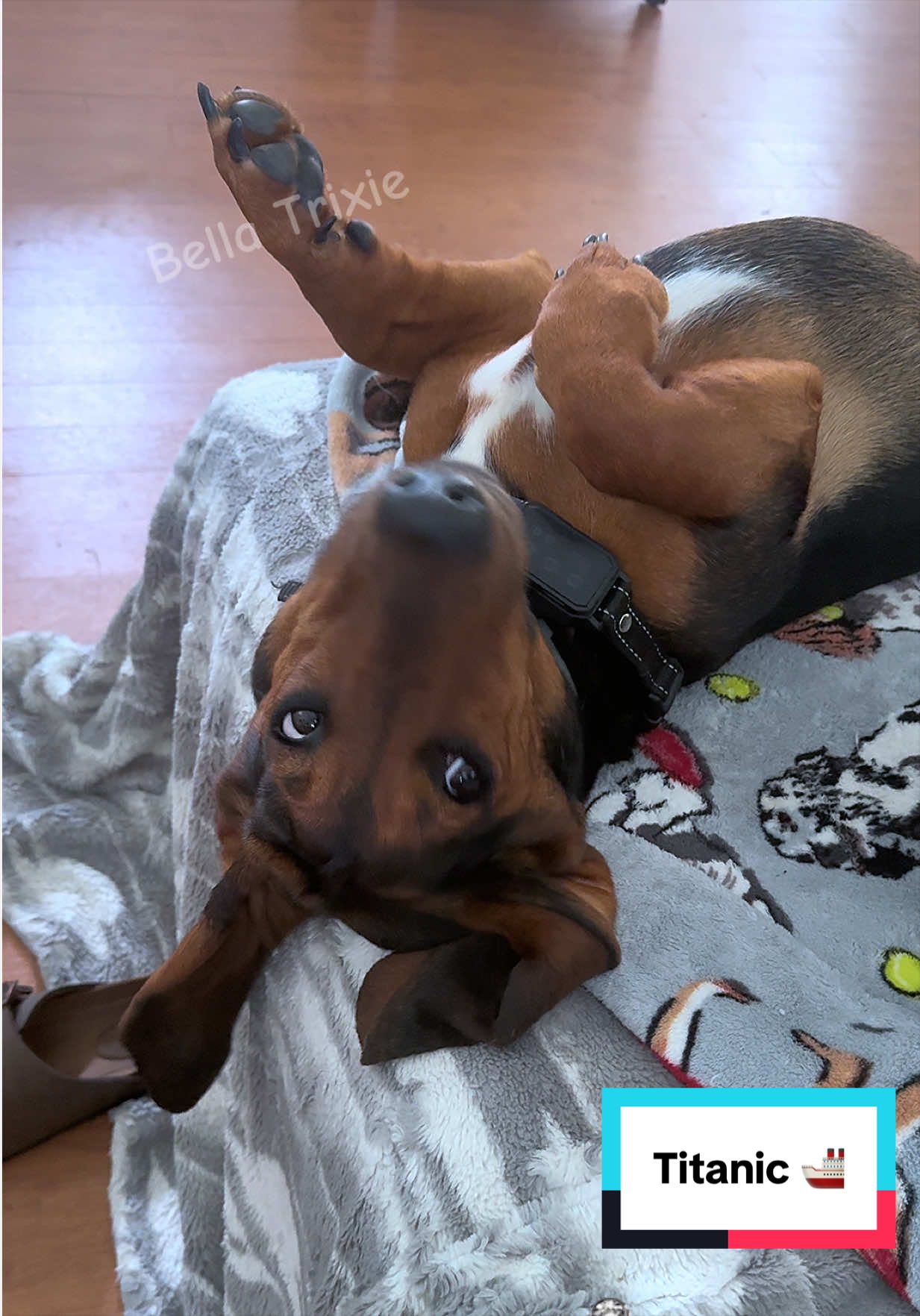 @bella_trixie_unleashed