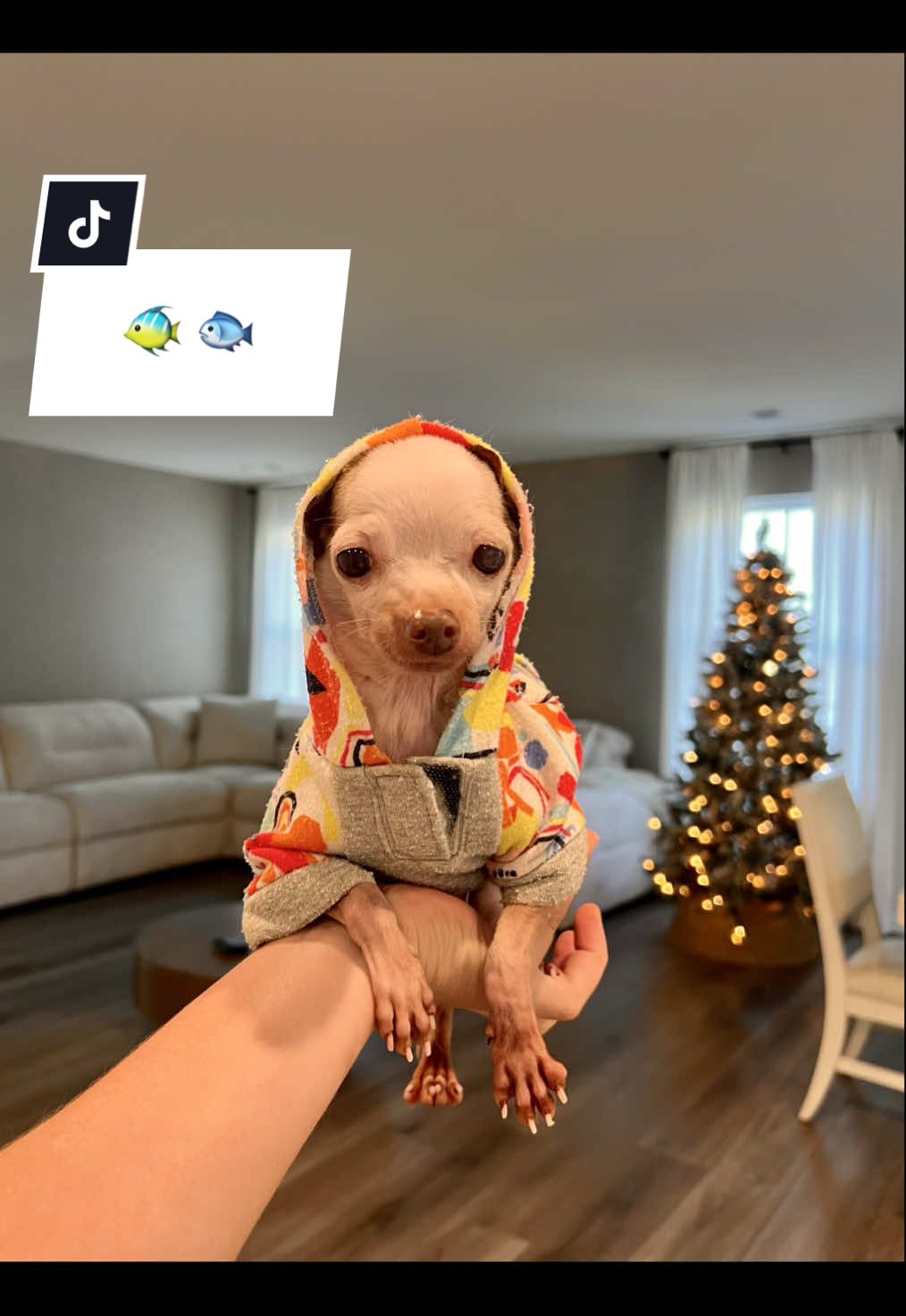 @Dobby_elchihuahua