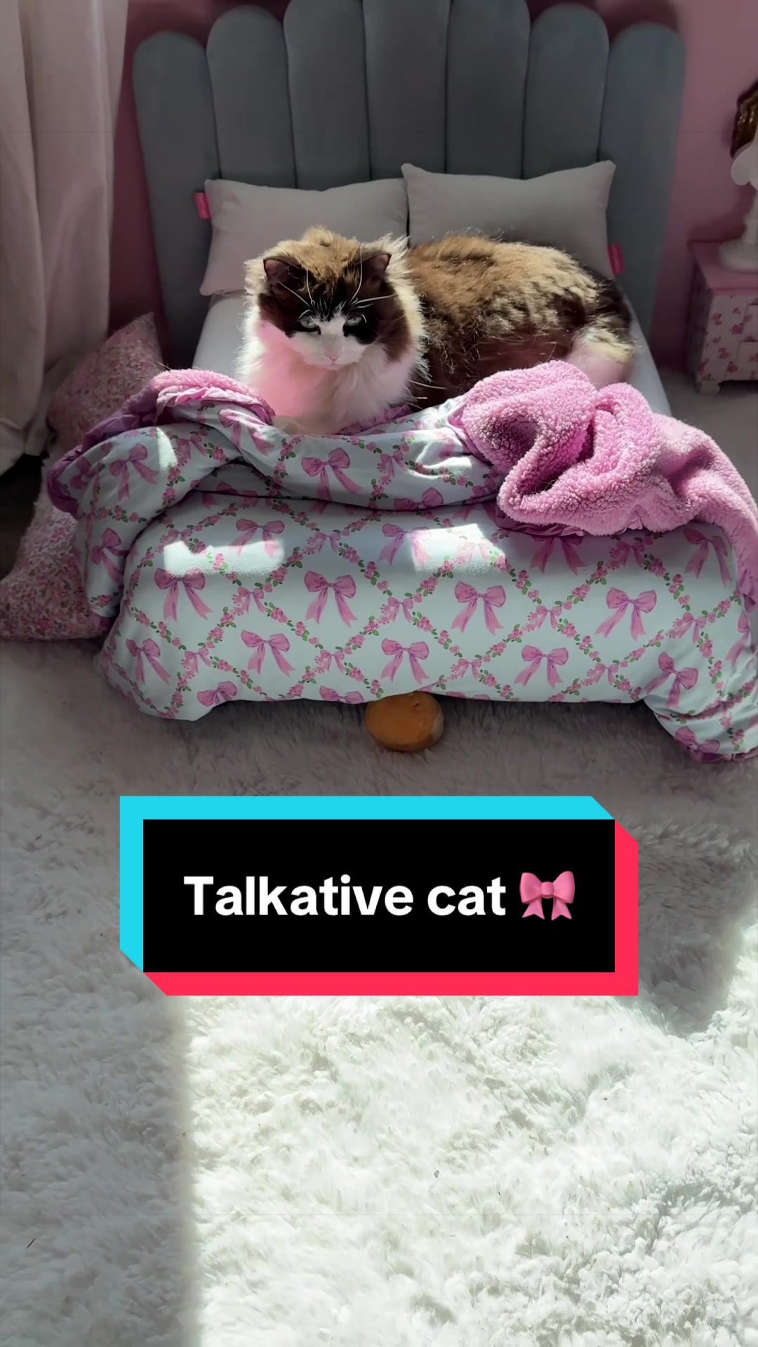 @Meredith Ragdoll Cat