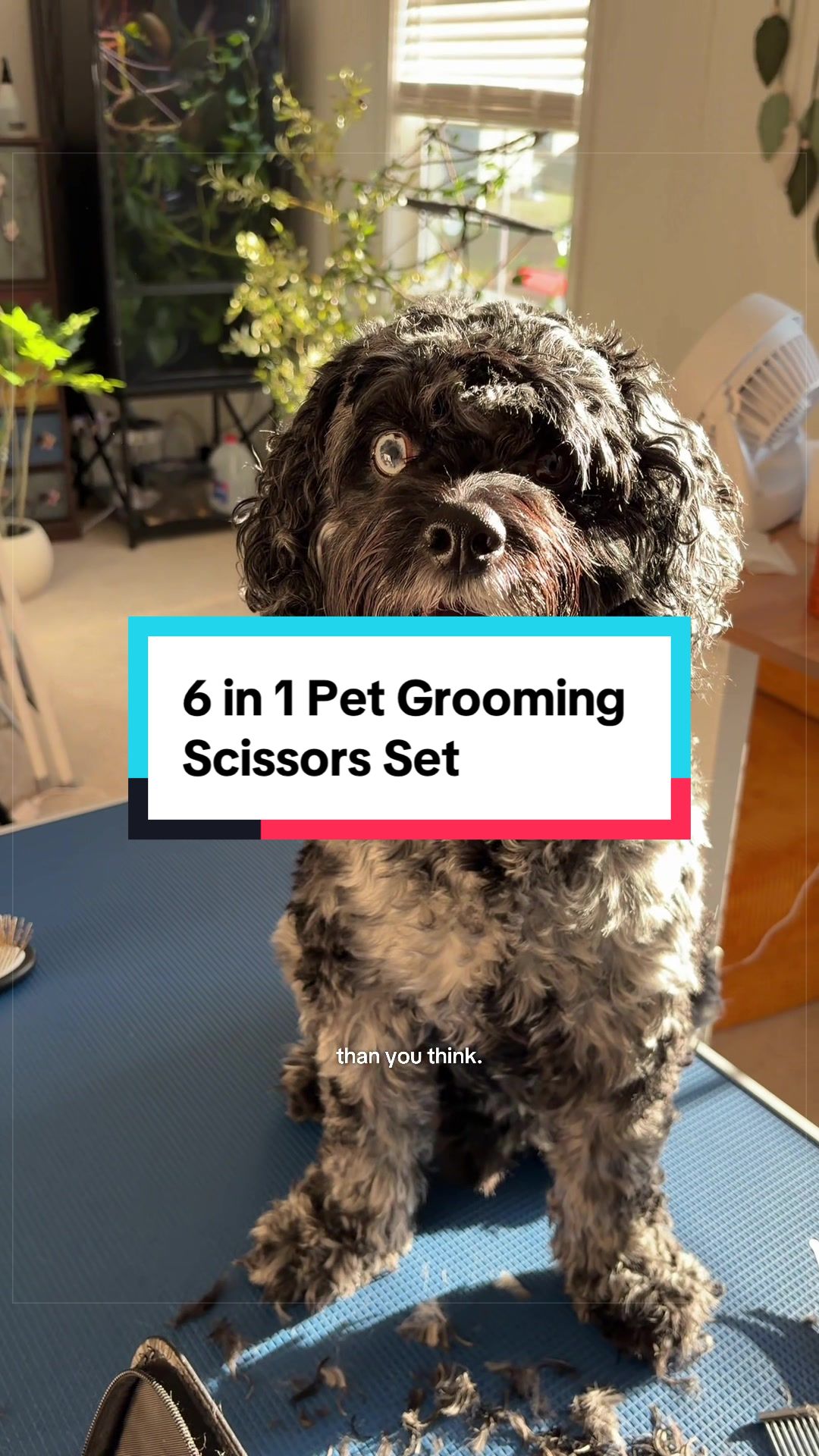 @Archie The Bernedoodle