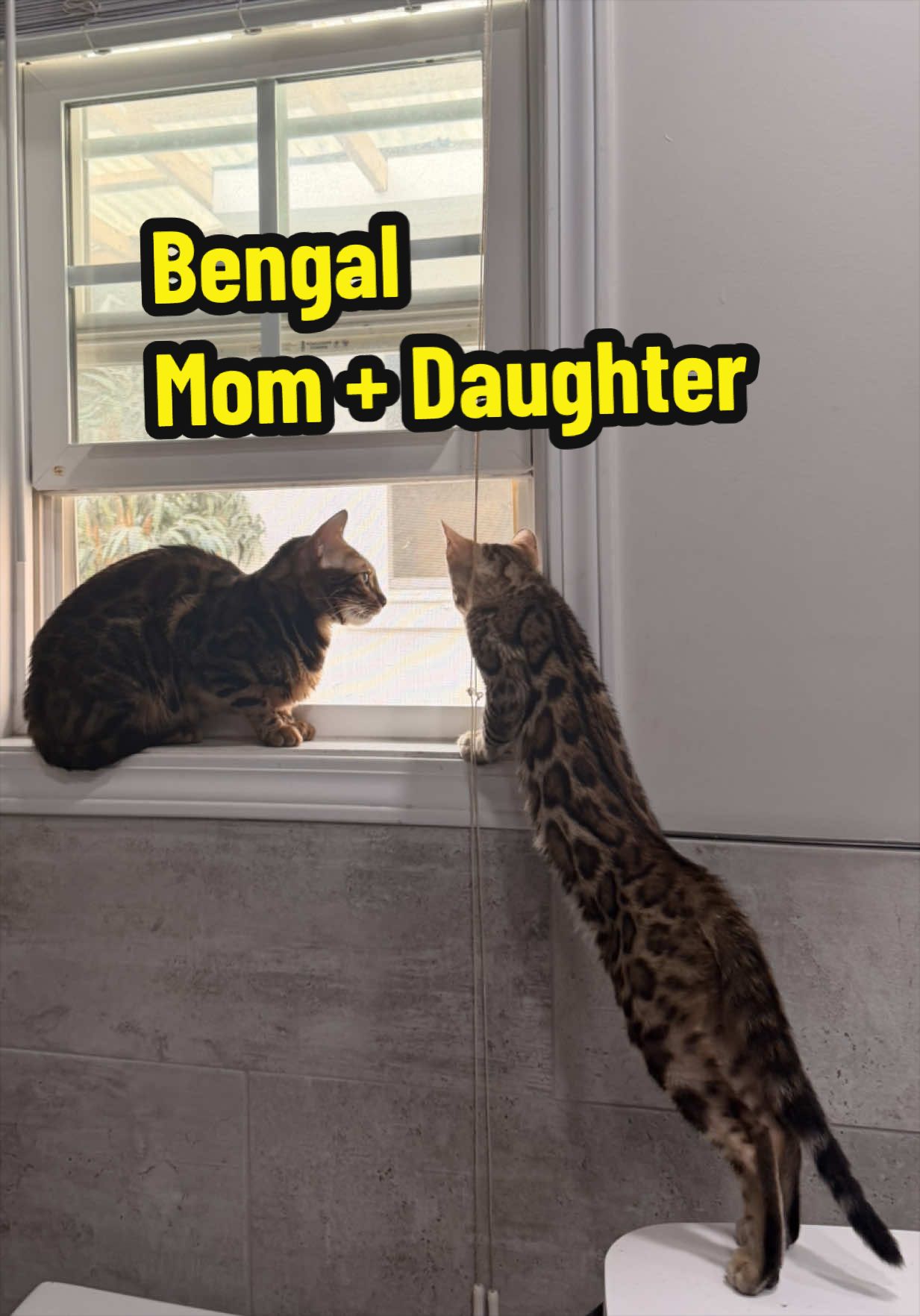 @BENGALÍ LEOPARDS