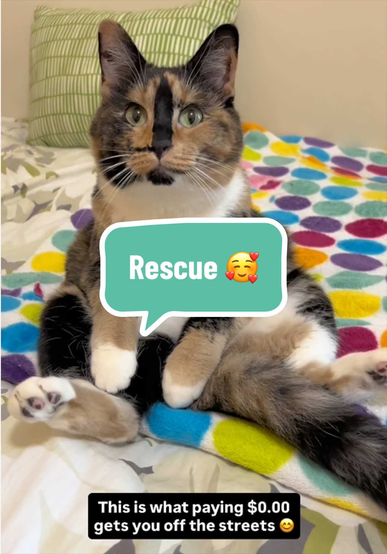 @SnickersTheSmilingCat