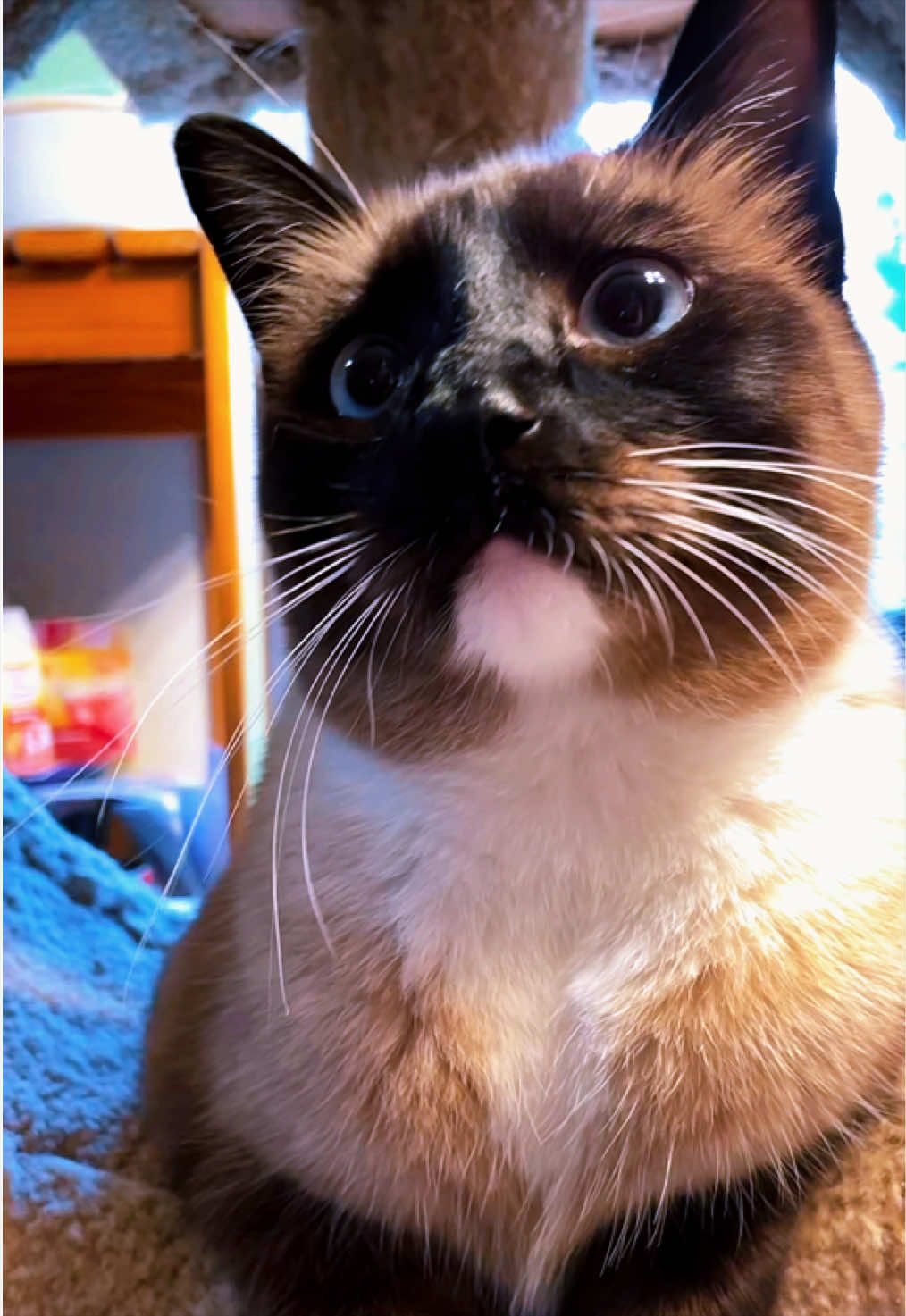 @Brad the CatDad 🐾