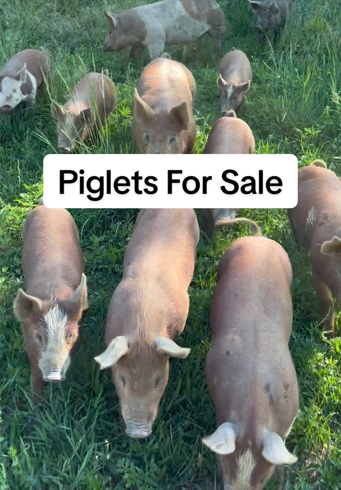 @Triple Oaks Farm