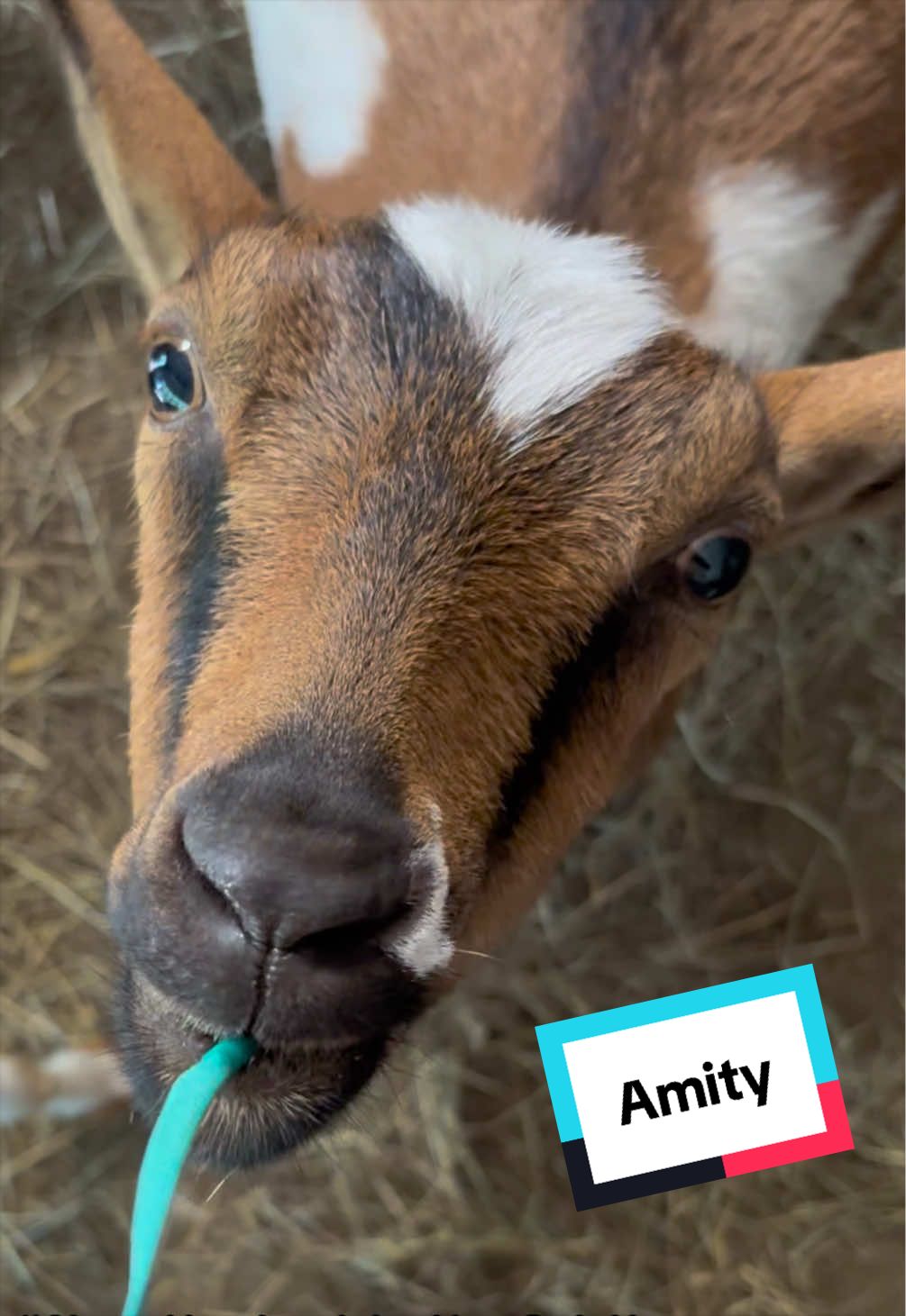 @Sierra_TSWFarms - 🐐🥛🐝
