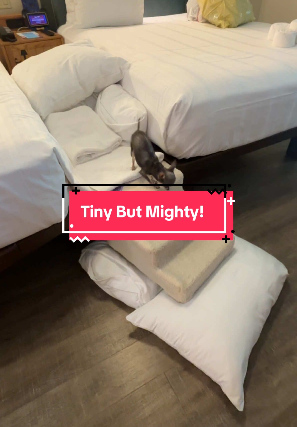 @Tinytiffytheteacupchihuahua