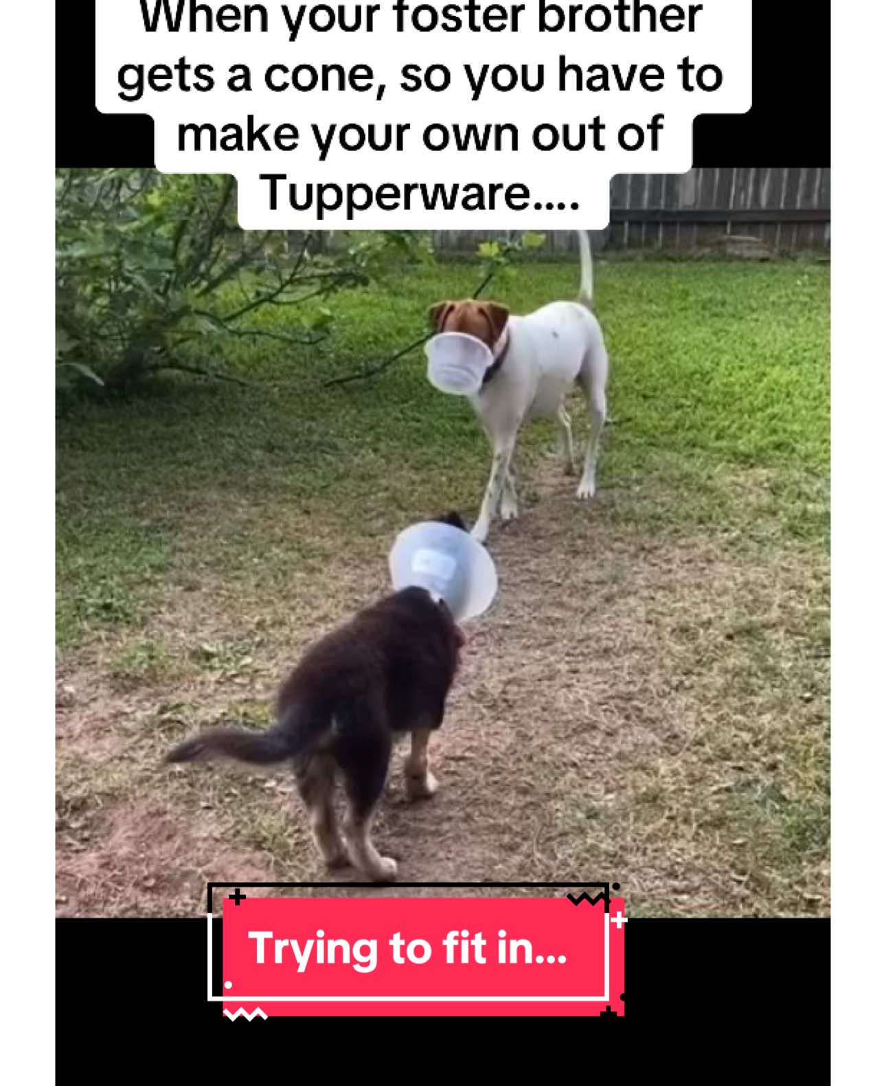 @Rescue Dog Army
