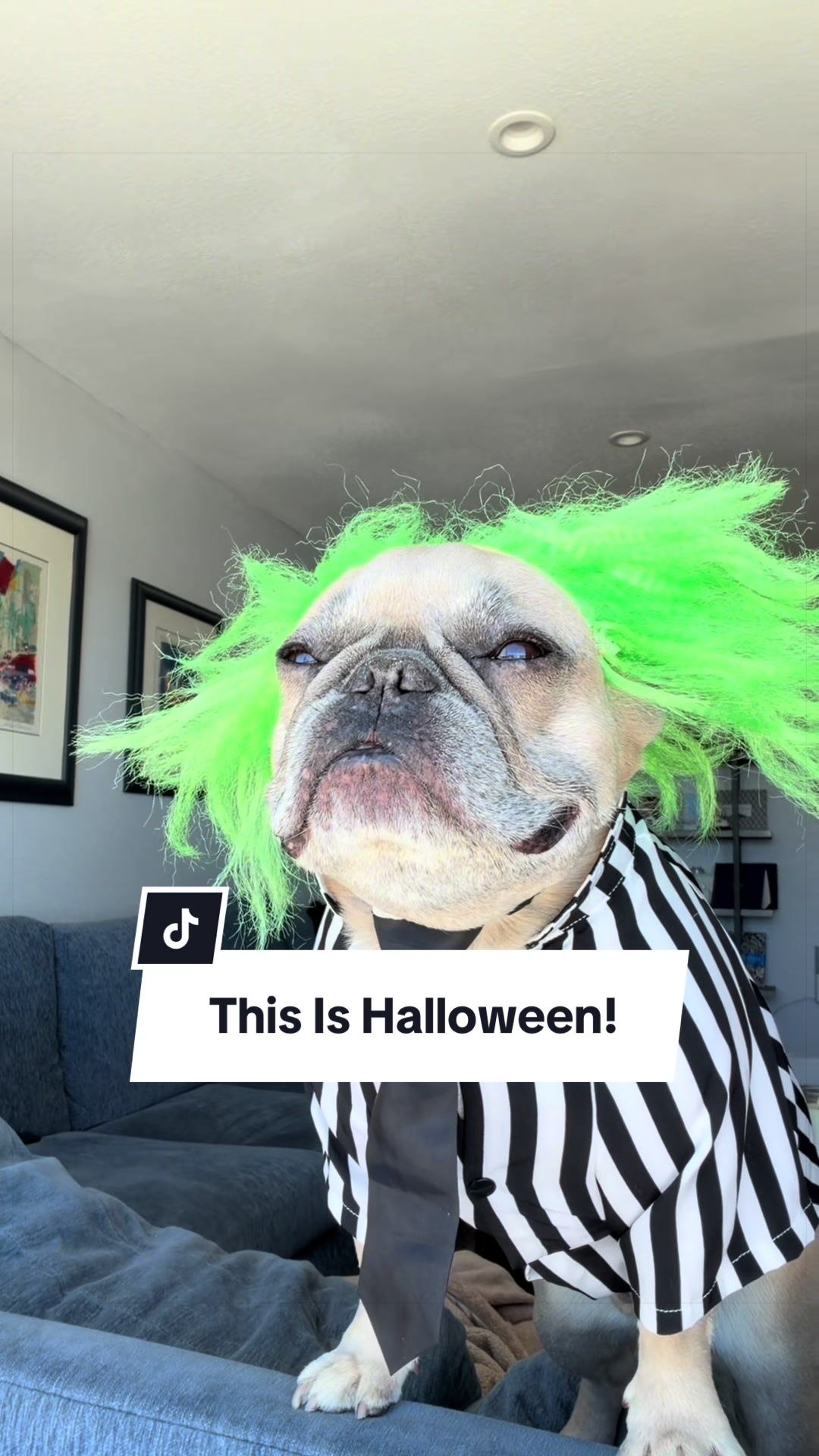 @Somefrenchienamedapollo