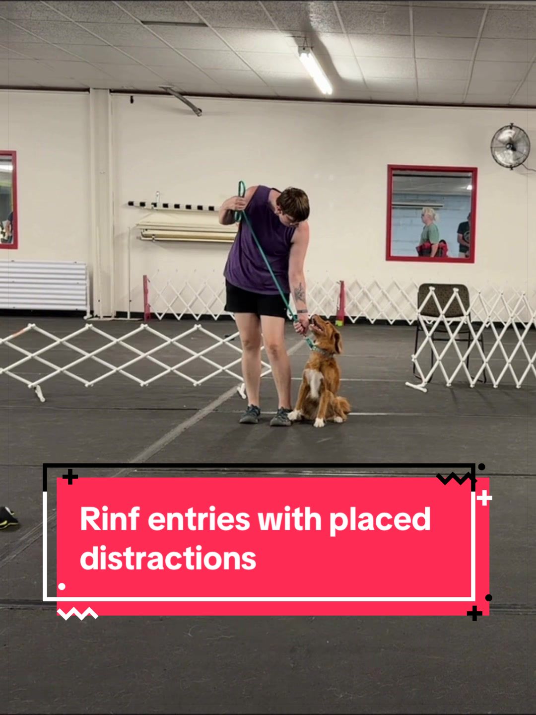 @Laura Waudby - Dog Sports