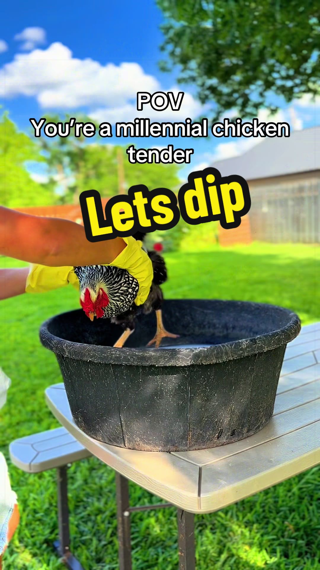 @Wingin It Homestead