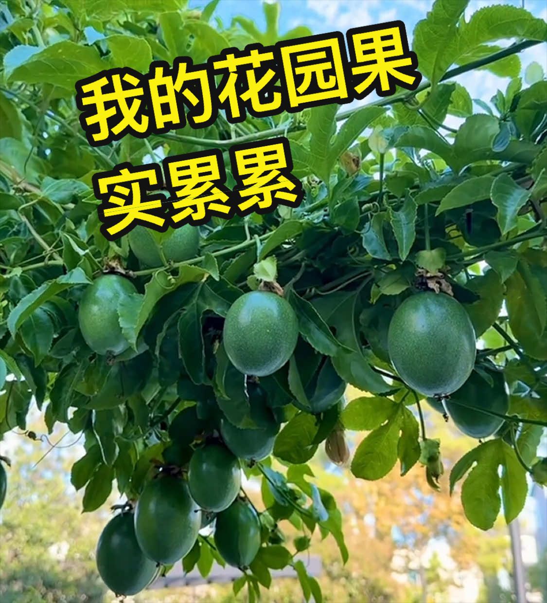 @画家赵纯