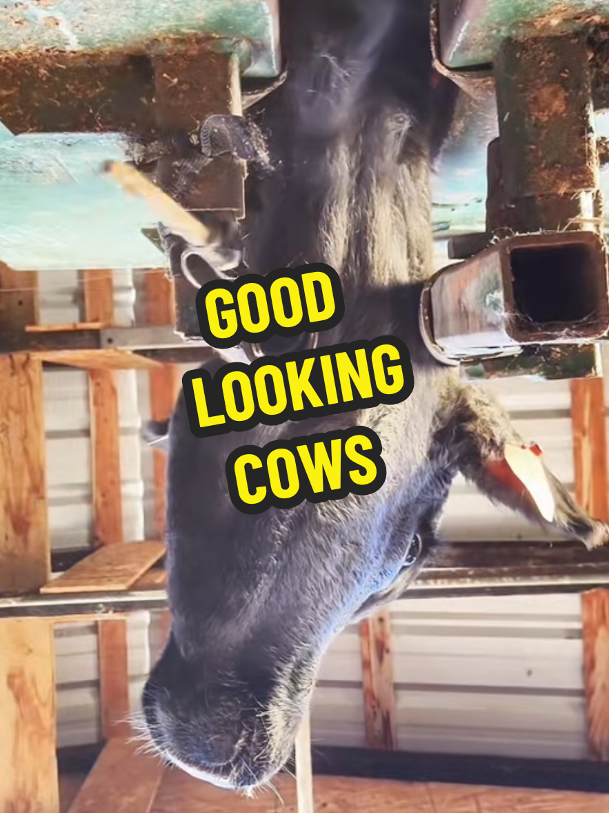@1HANDNFARMING 🦾🌾🐂🚜
