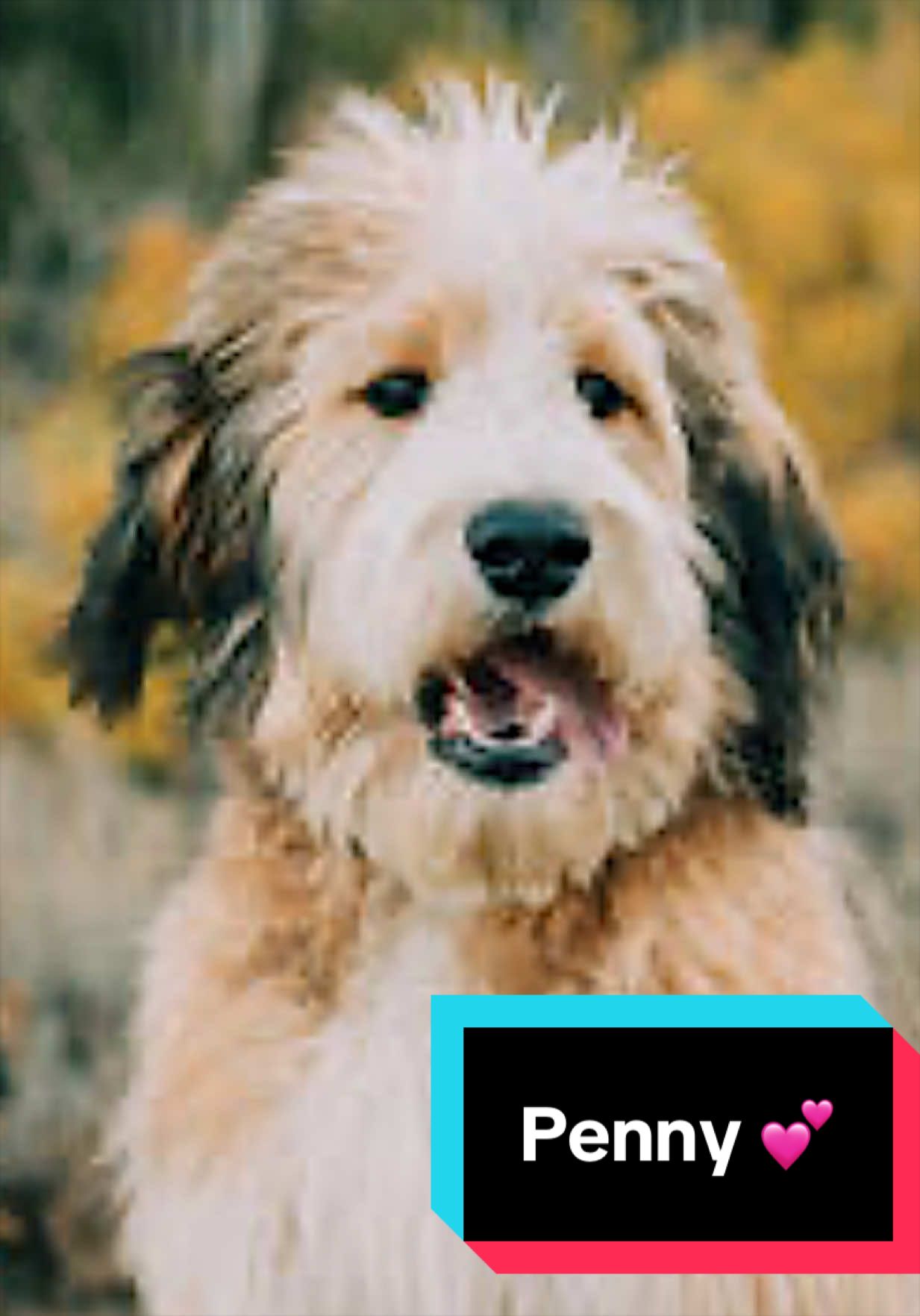 @Joyful Pets