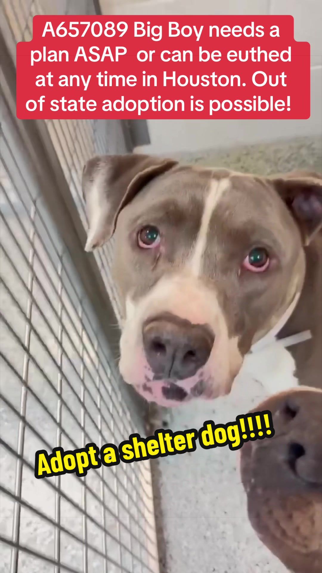 @Rescue Dog Army