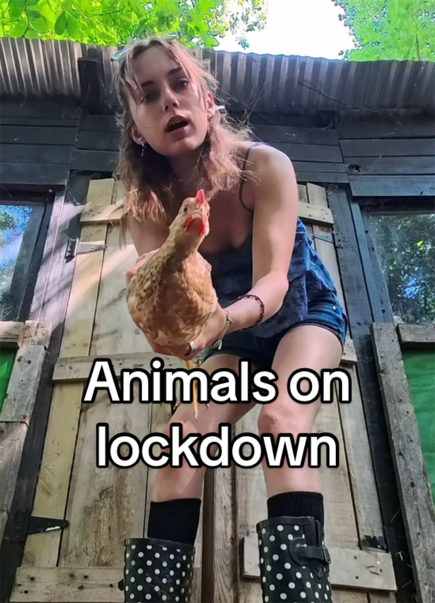 @Haley The Homesteader
