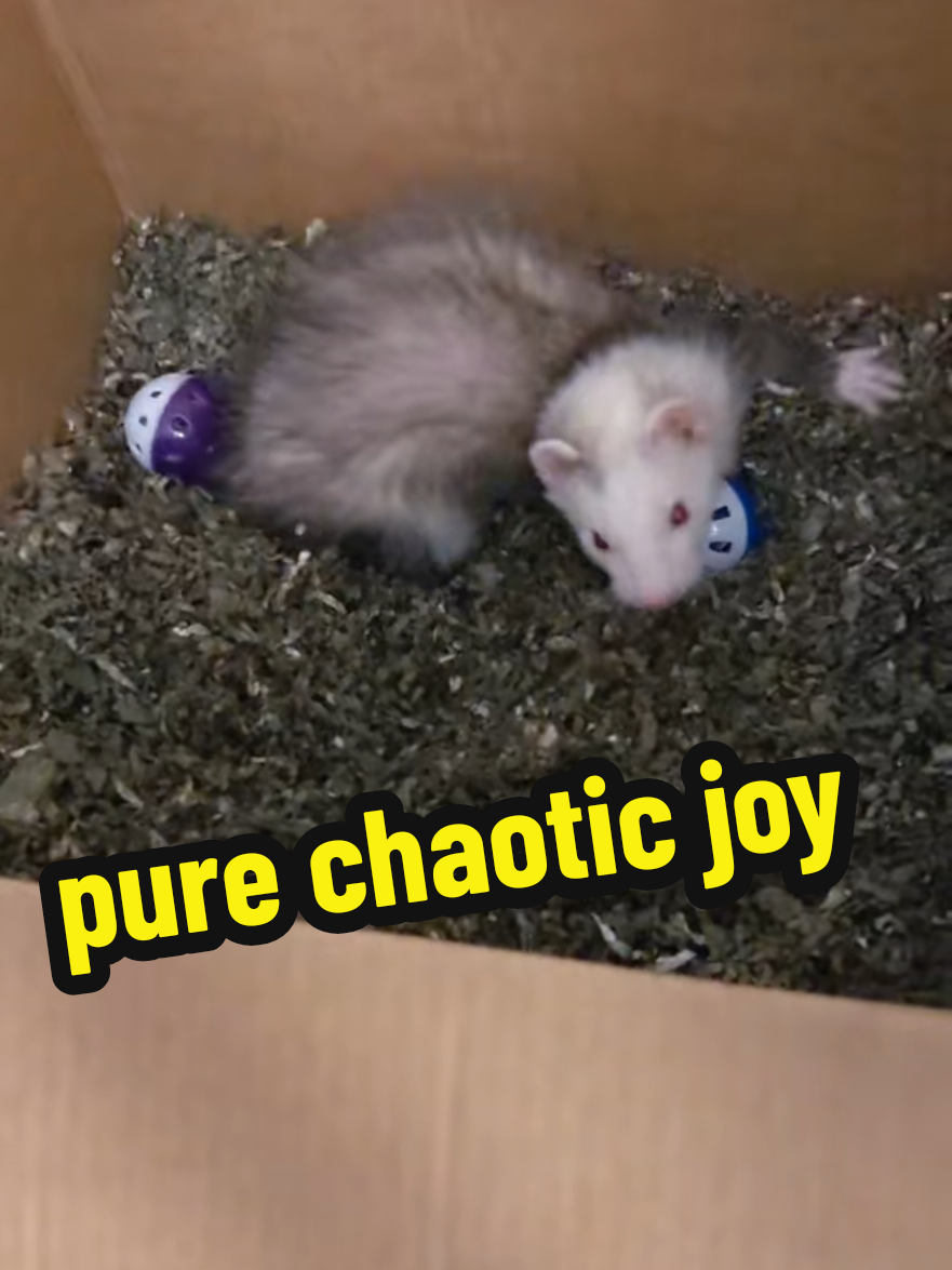 @Chaos Critters