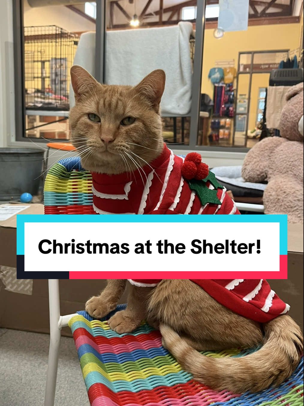 @Lynchburg Humane Society