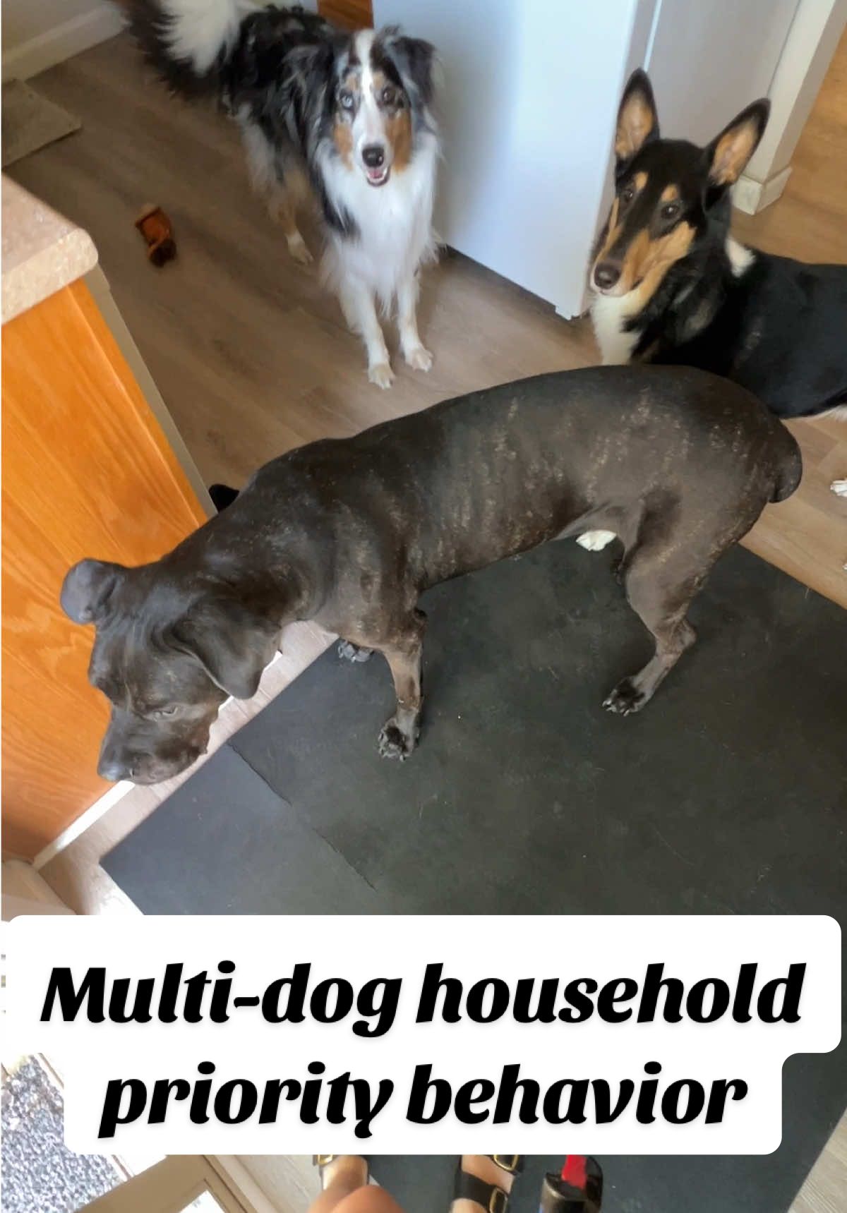 @lauren | dog behavior pro