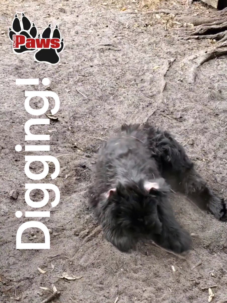 @Giant Schnauzers