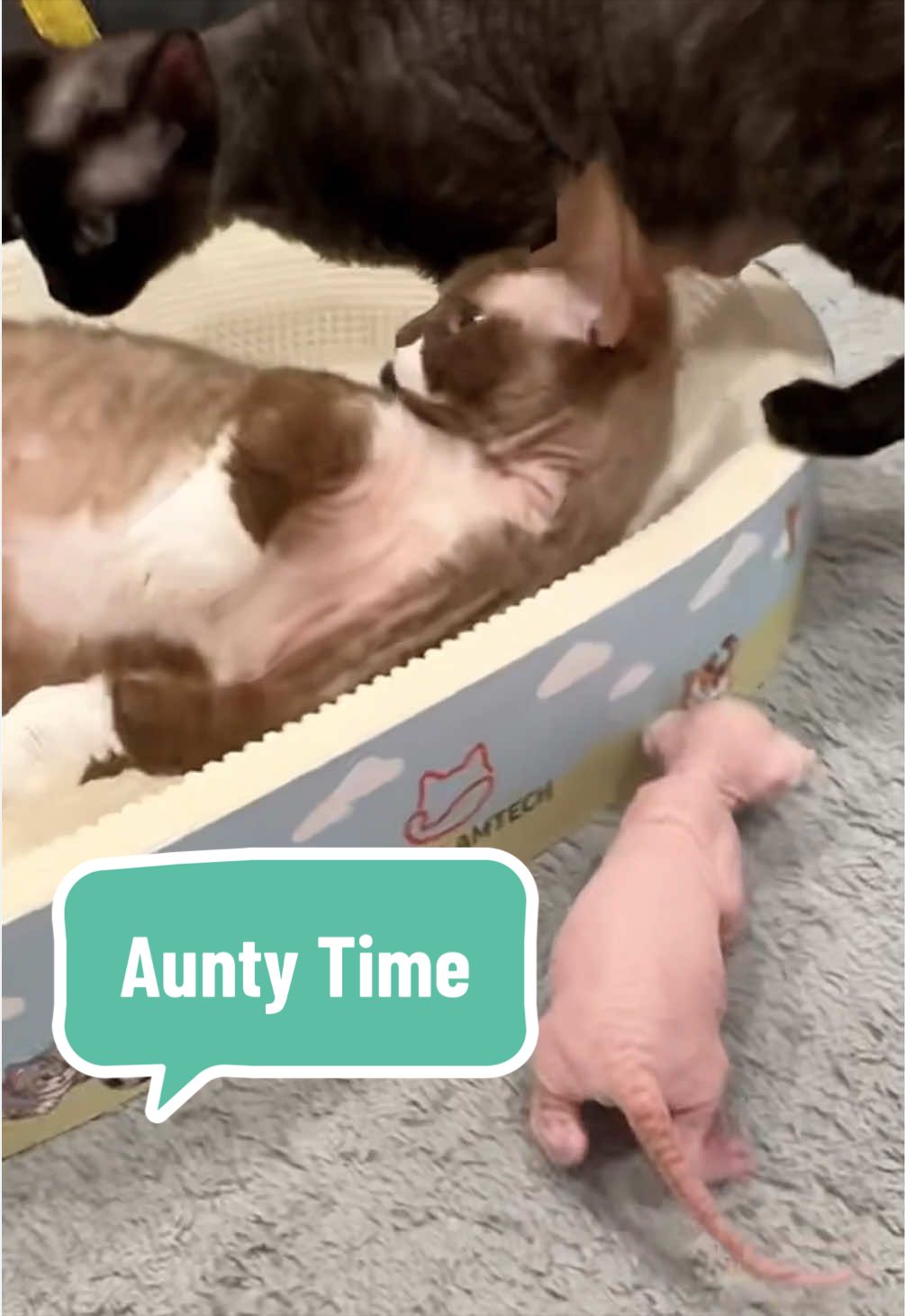 @Boba’s Buds Minskin Cats