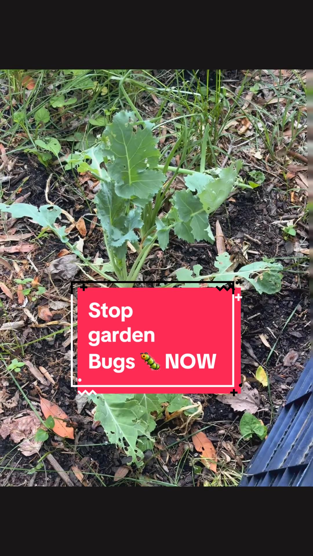 @greengirlgardens