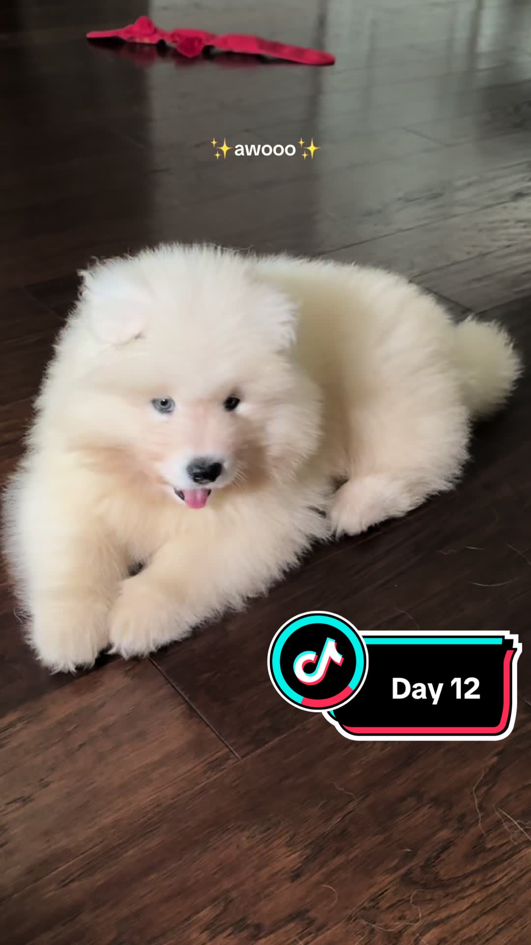 @Mishka the Samoyed