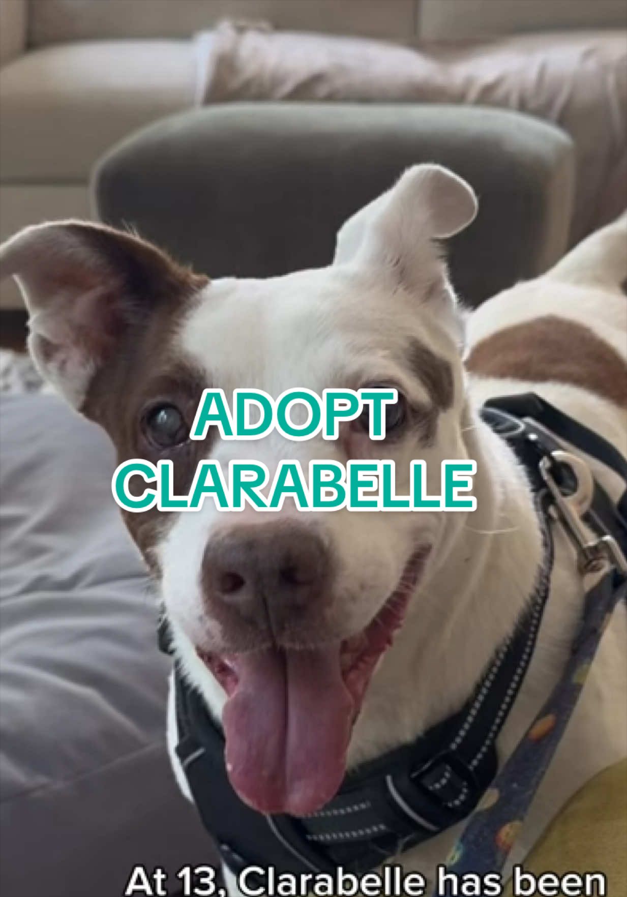 @Adopt a Pet