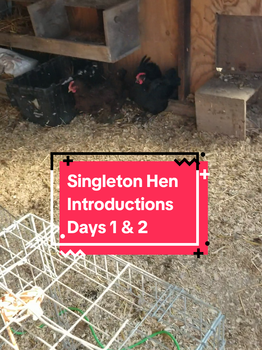 @CityChickenFarm