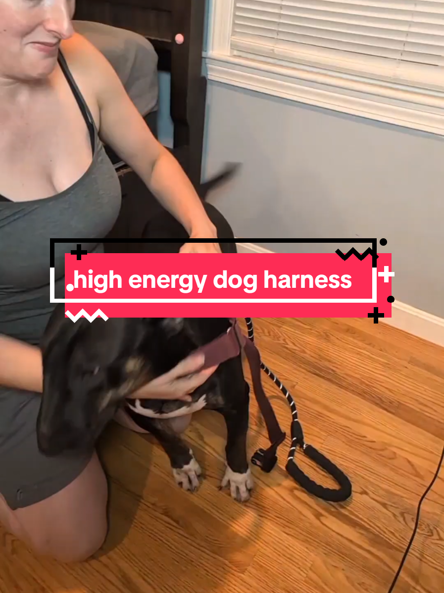 @Chickens & Bullies
