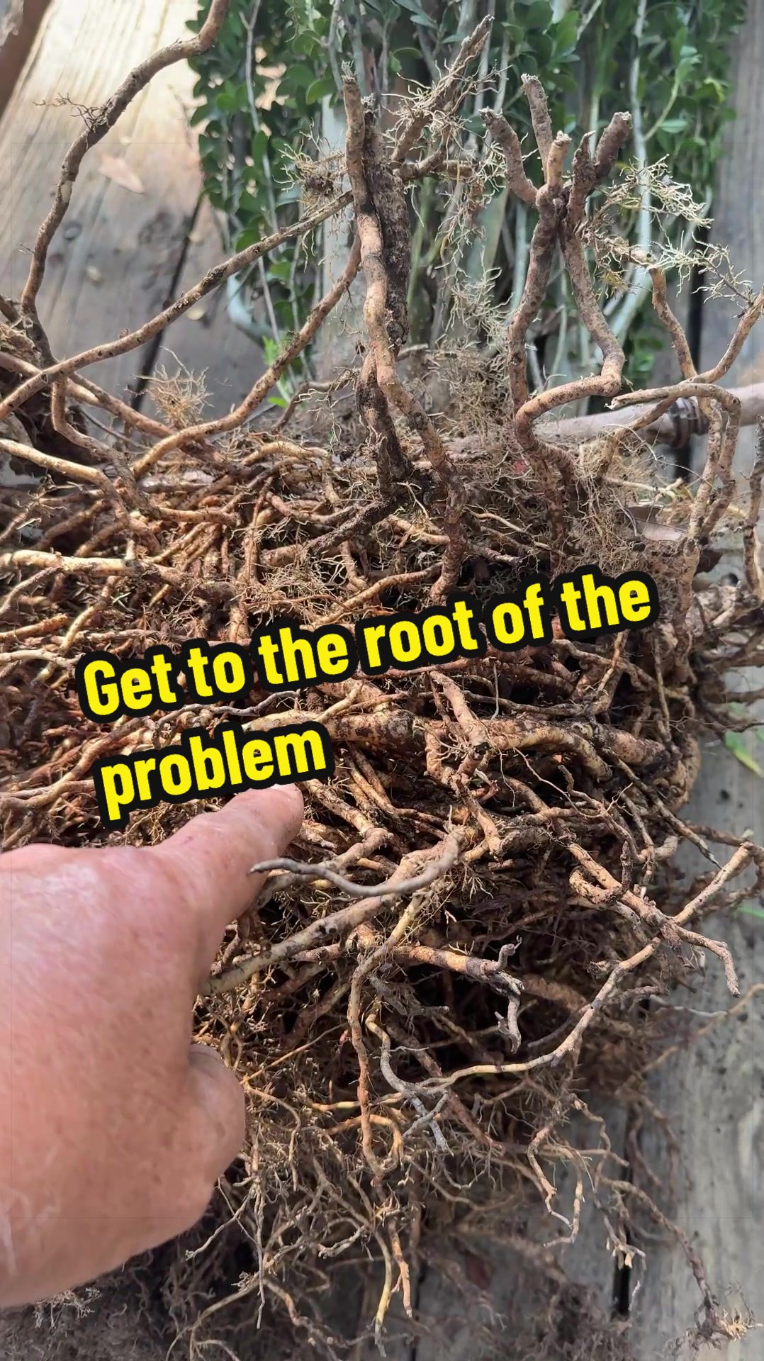 @Lawn Answers
