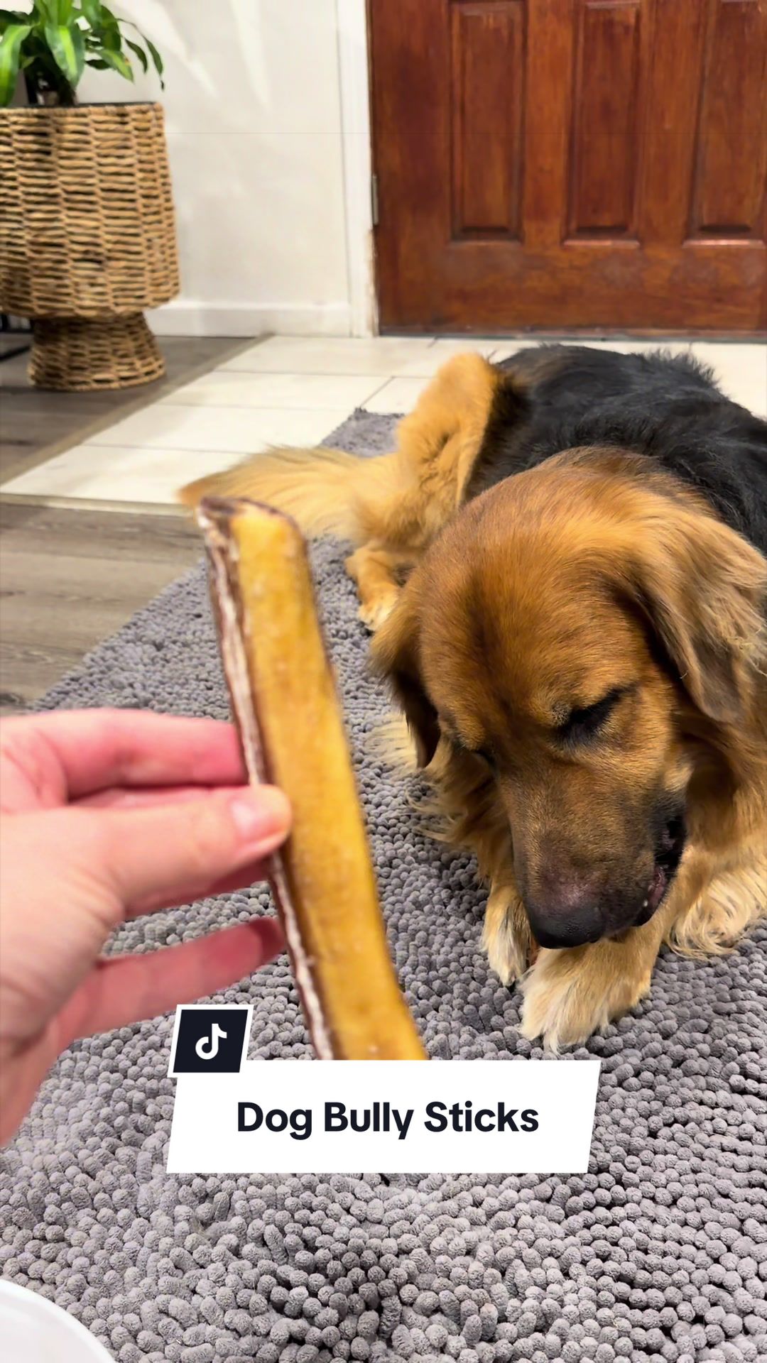 @lifewithgoldenshepherds