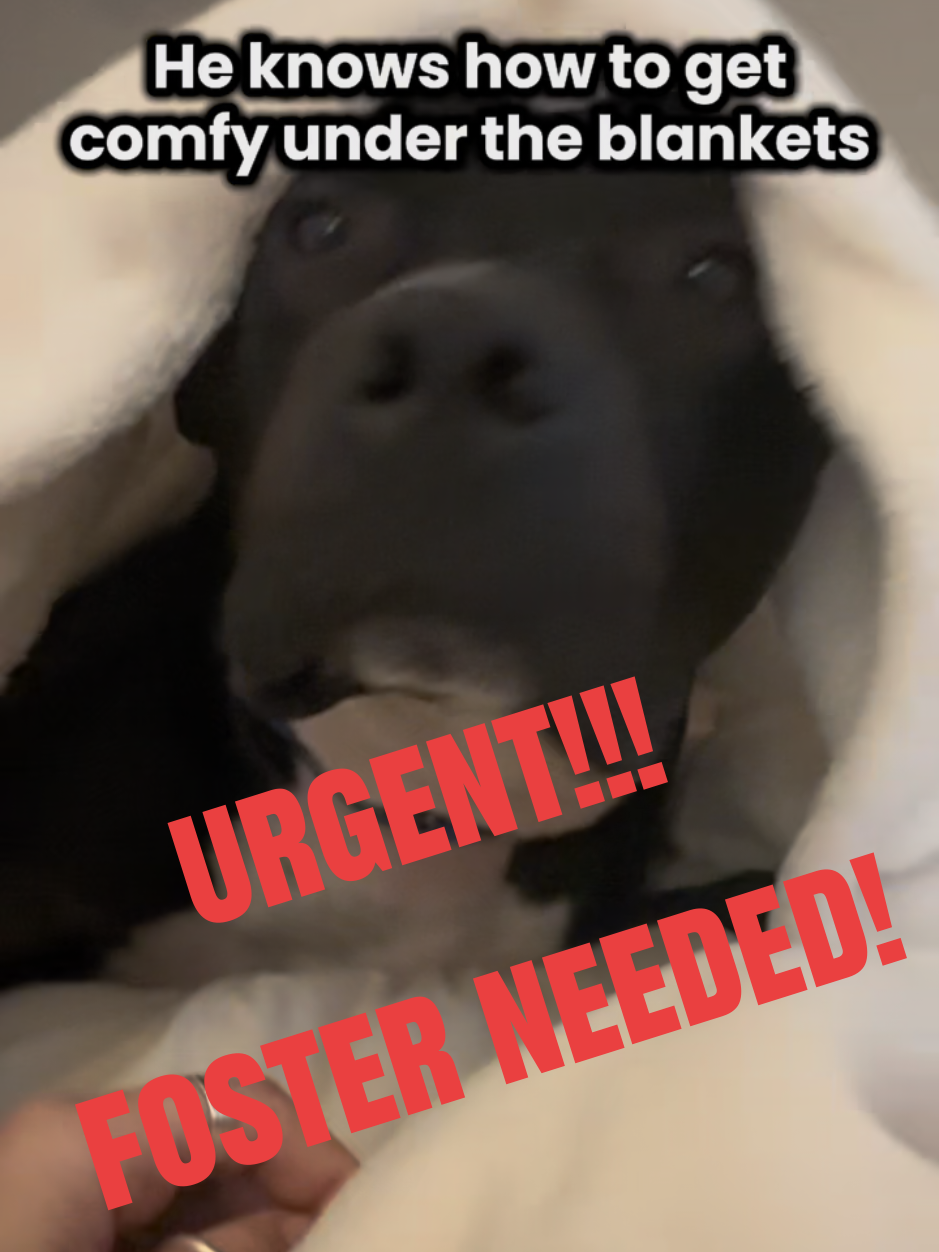 @Protectors of Animals CT