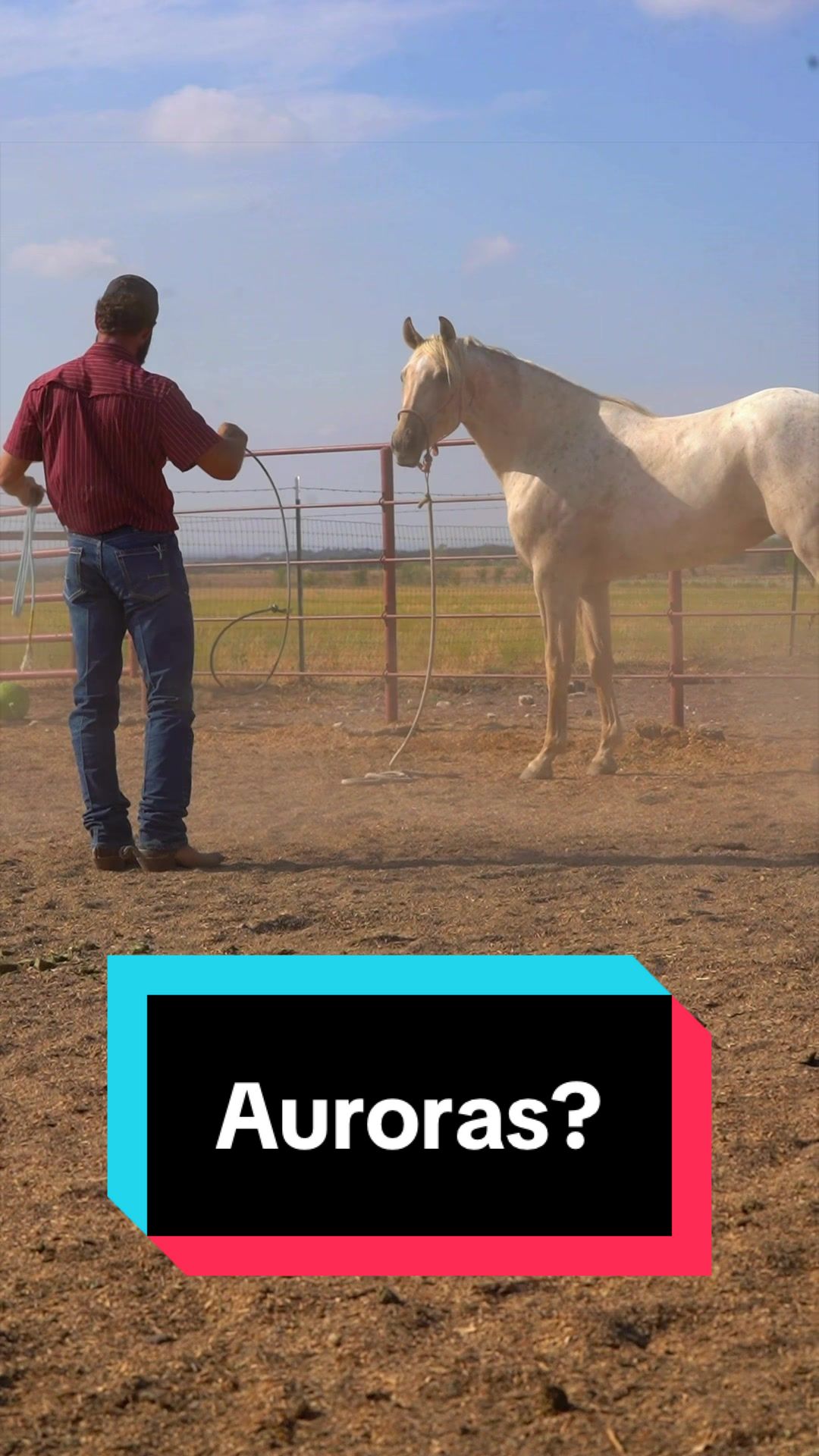 @WS Horses