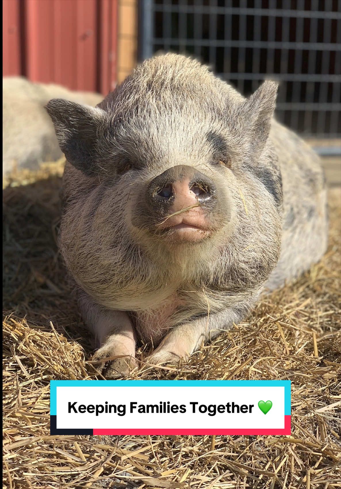 @The Gentle Barn | Sanctuary