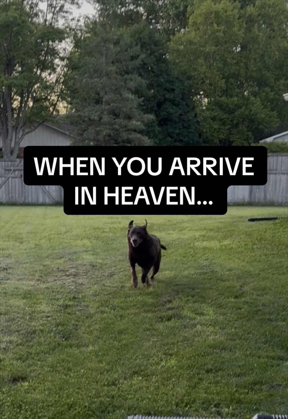 @Sevy and Gus 🐾