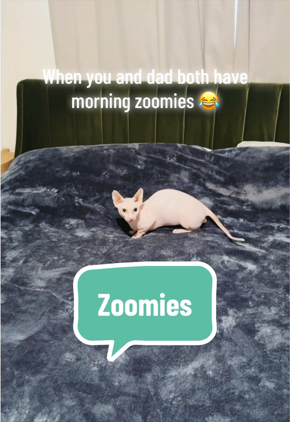 @Boba&rsquo;s Buds Minskin Cats
