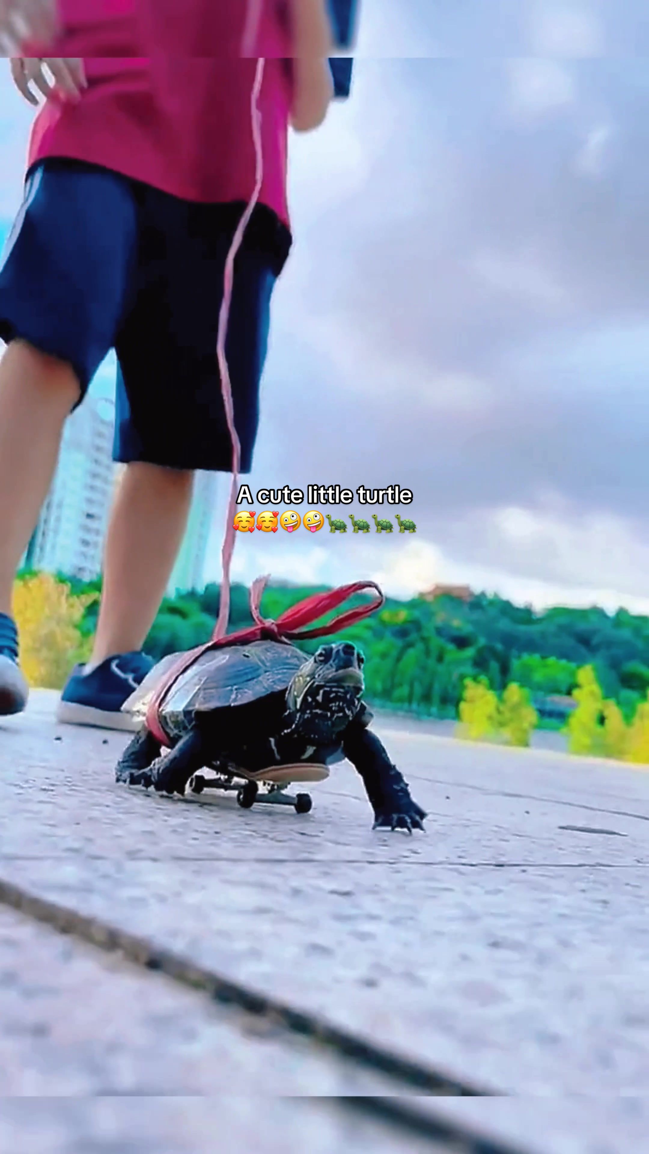 @Mr. Turtle