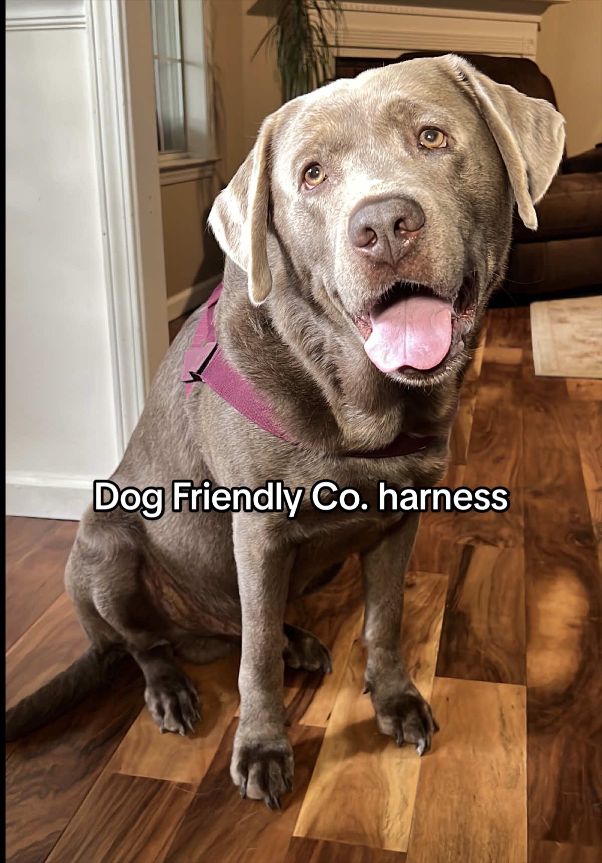 @Hank the Tank | Silver Lab 🩶