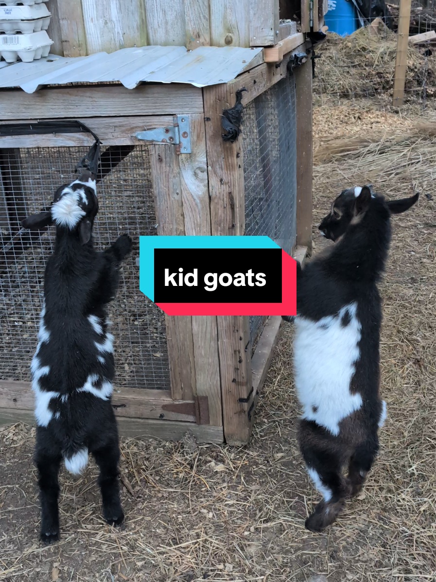 @Chickens & Bullies